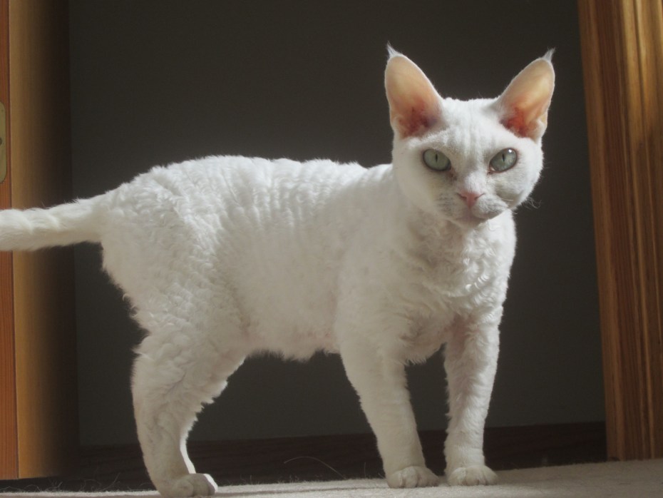 Голландский рекс кошка