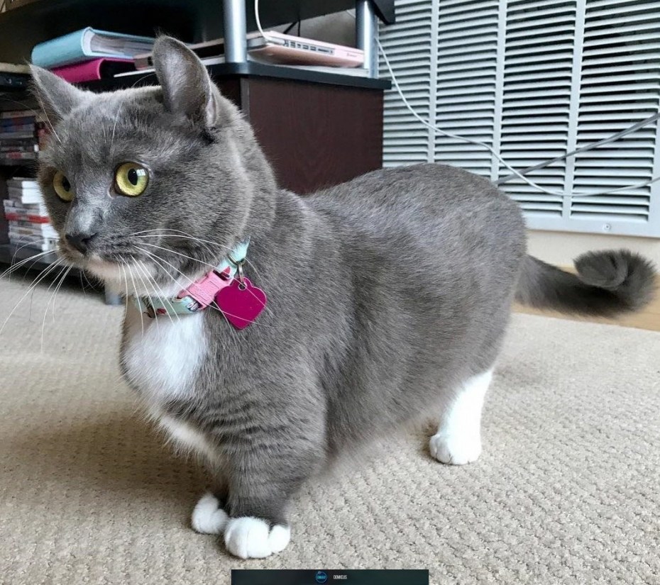 Коротколапые котята Манчкин