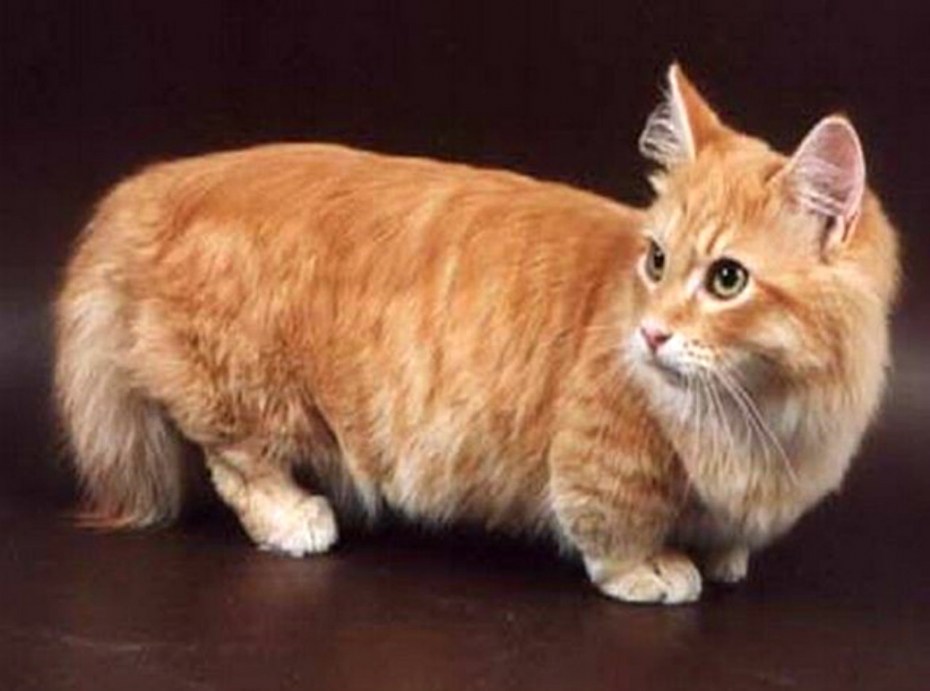 Манчкин кот рыжий
