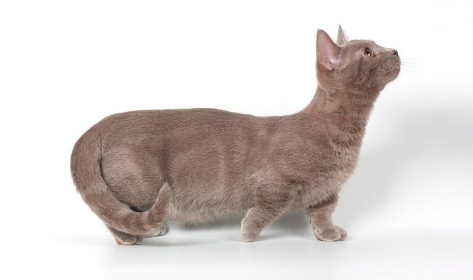 Манчкин кошка черная