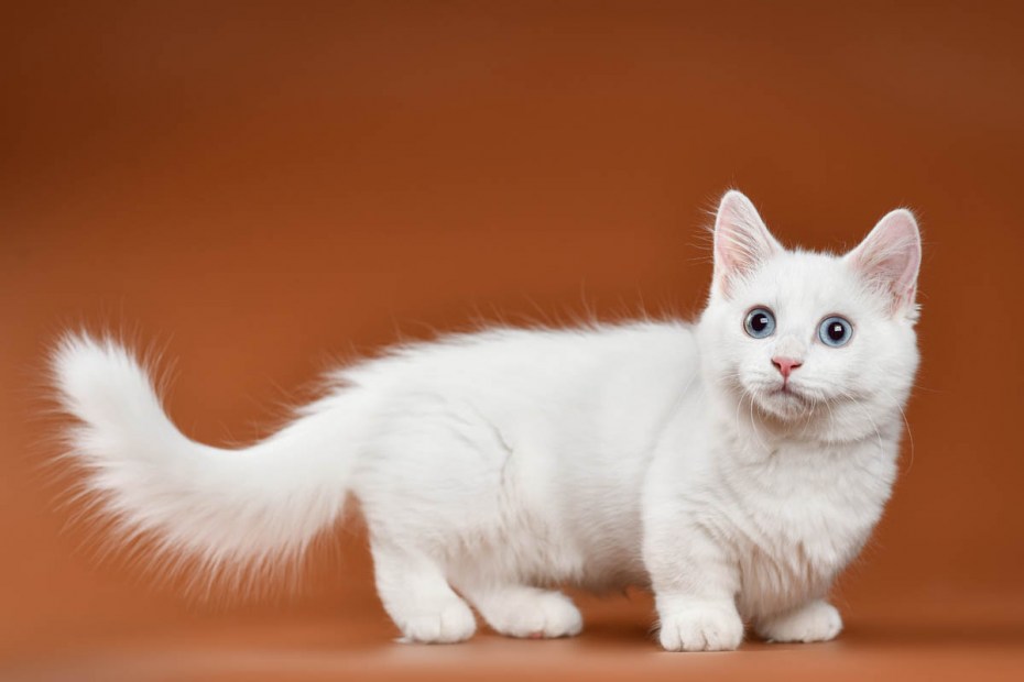 Манчкин кошка белая