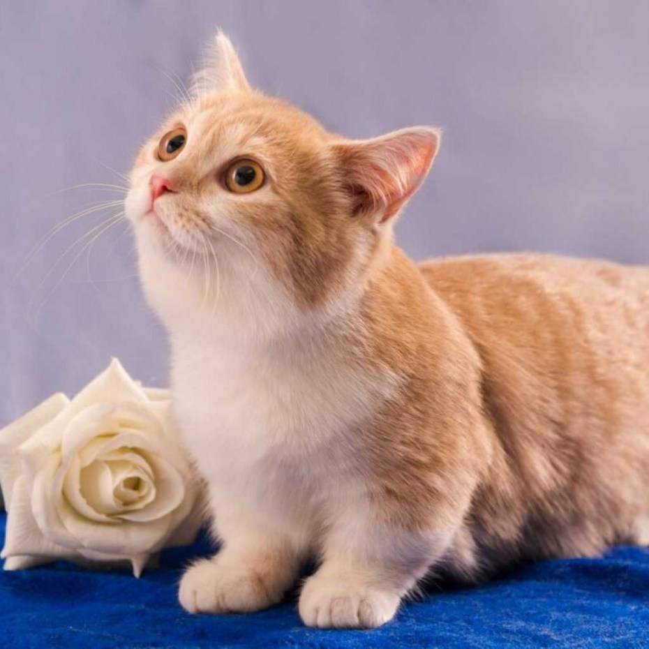 Манчкин кот