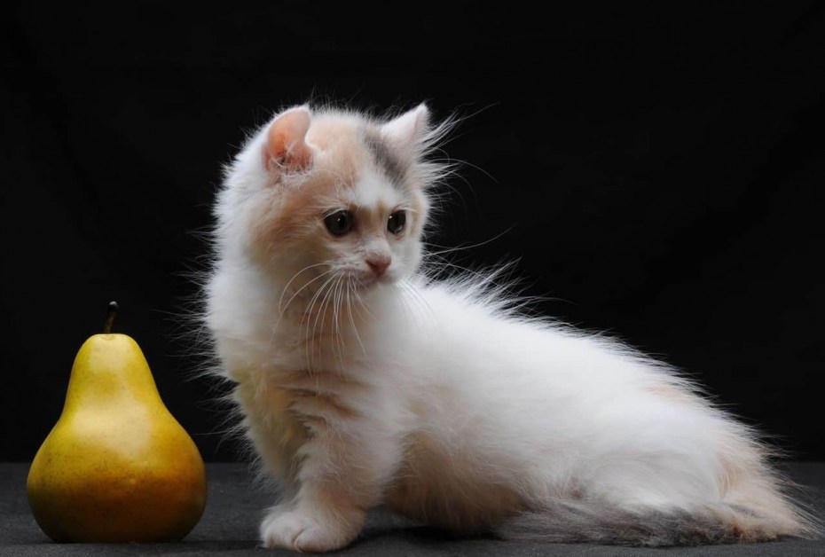 Котята породы Манчкин
