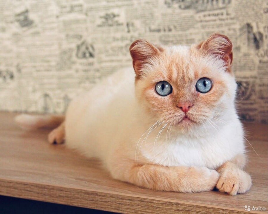 Тайский кот ред поинт