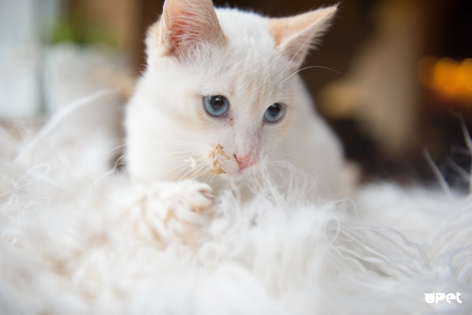 Тайская Сиамская альбинос кошка