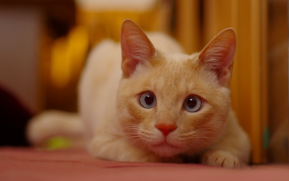 20 Кошек