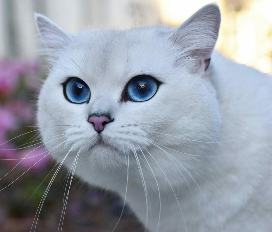 Кот Коби Британская шиншилла