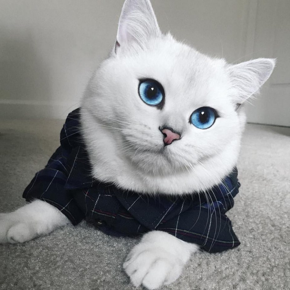 Британский кот Коби