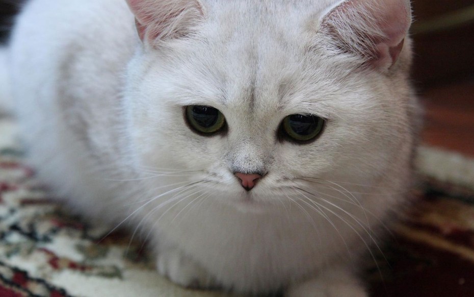 Милые коты