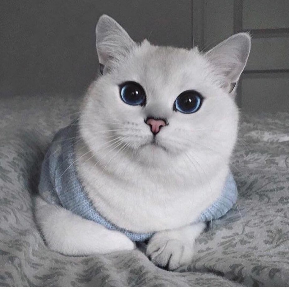 Британская шиншилла Коби котята