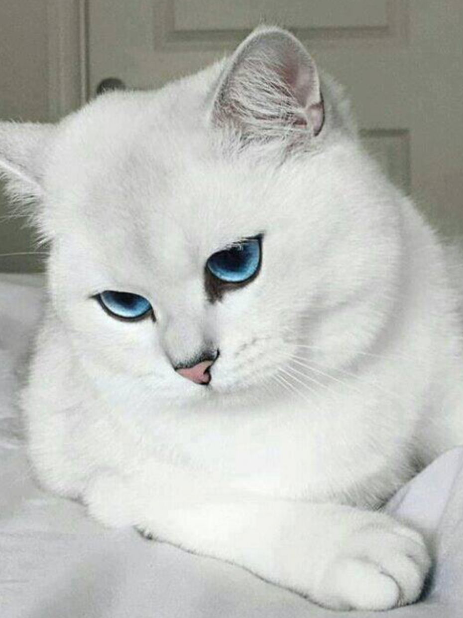 Милые котики