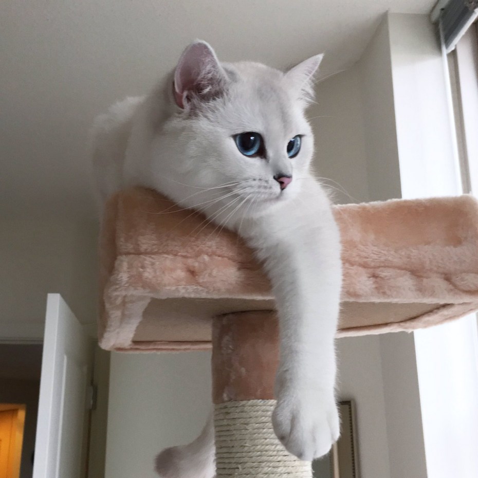 Белая кошка с зелеными глазами