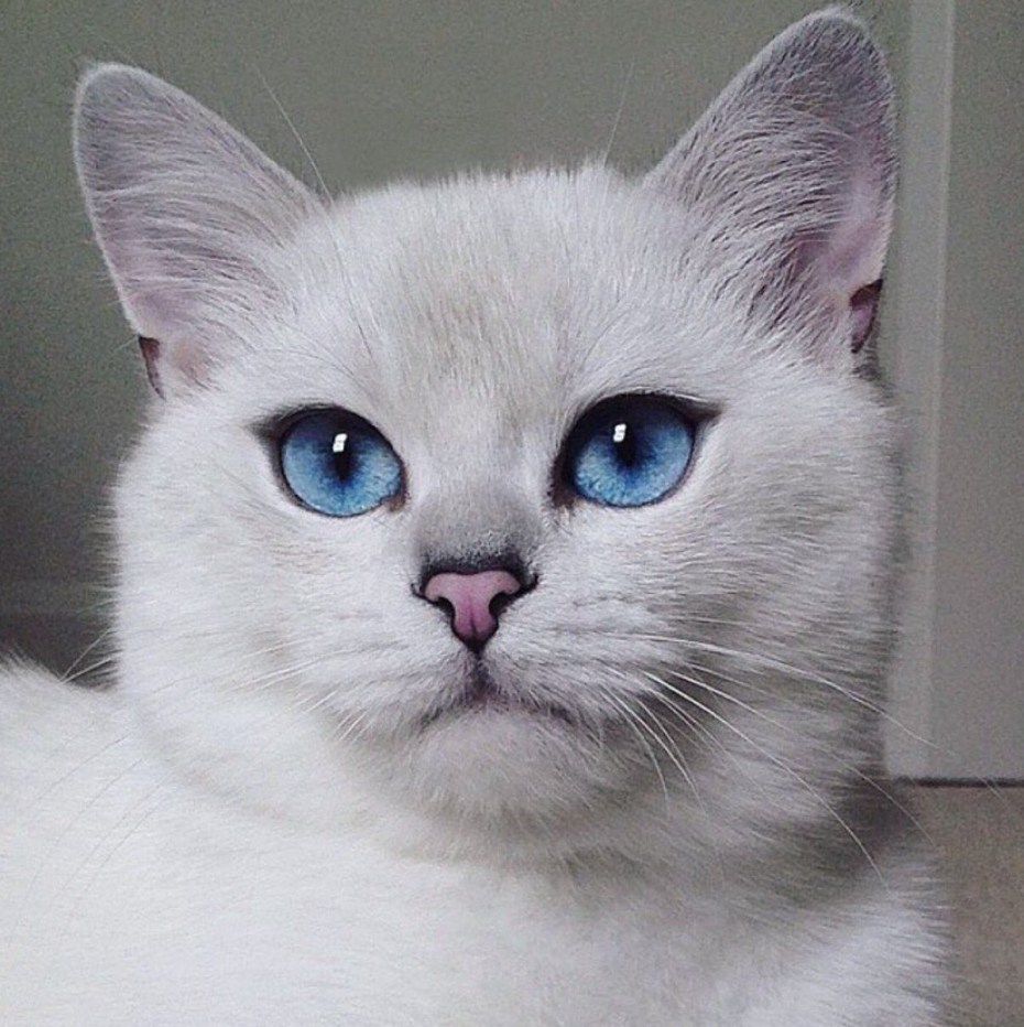 Коби кошка