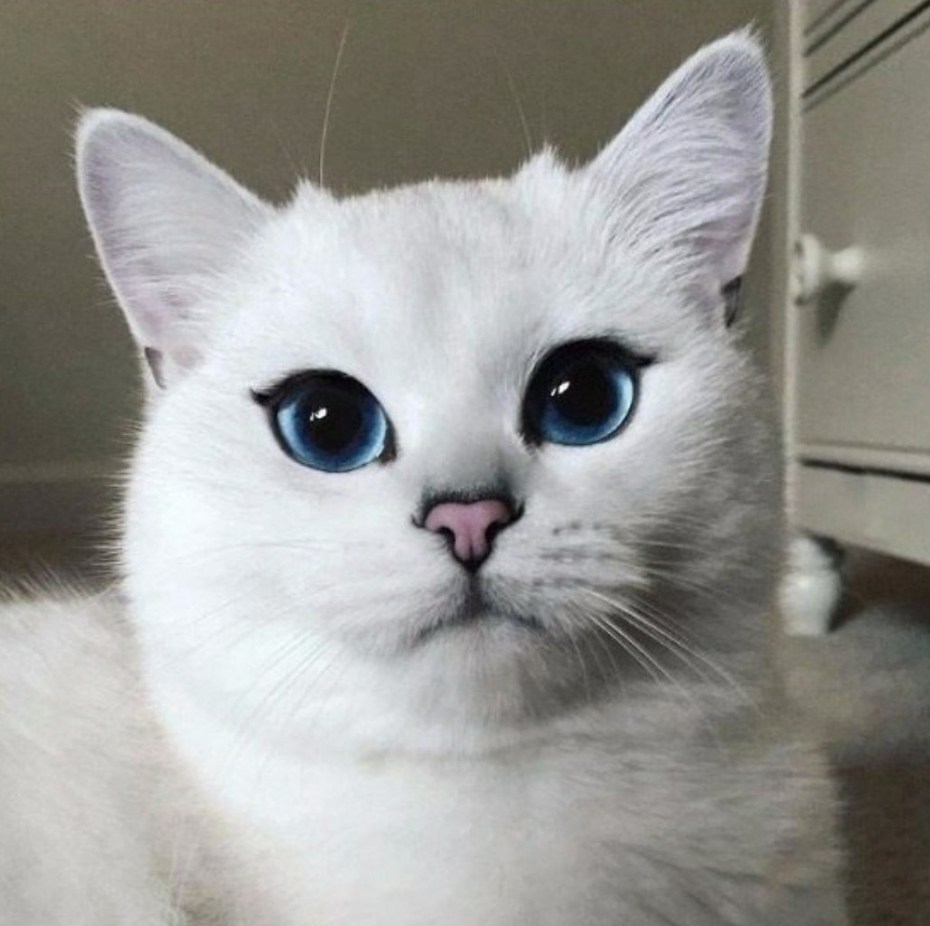 Британский кот Коби
