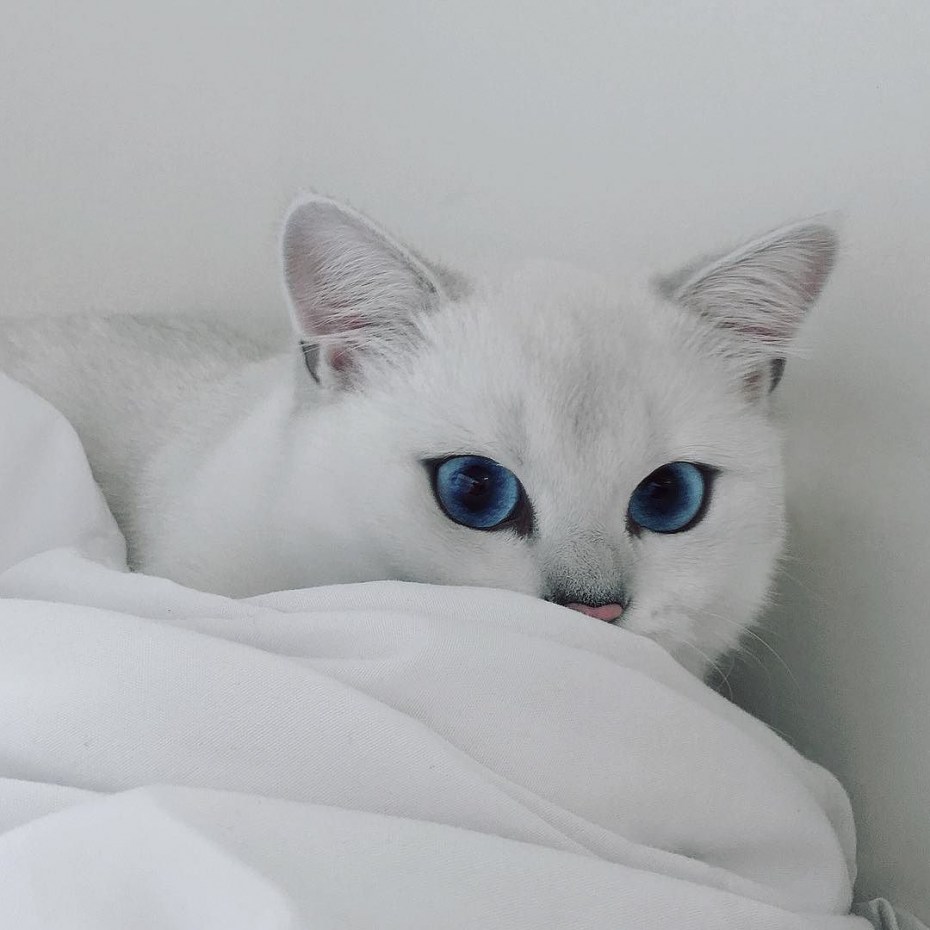 Бурмилла голубоглазая