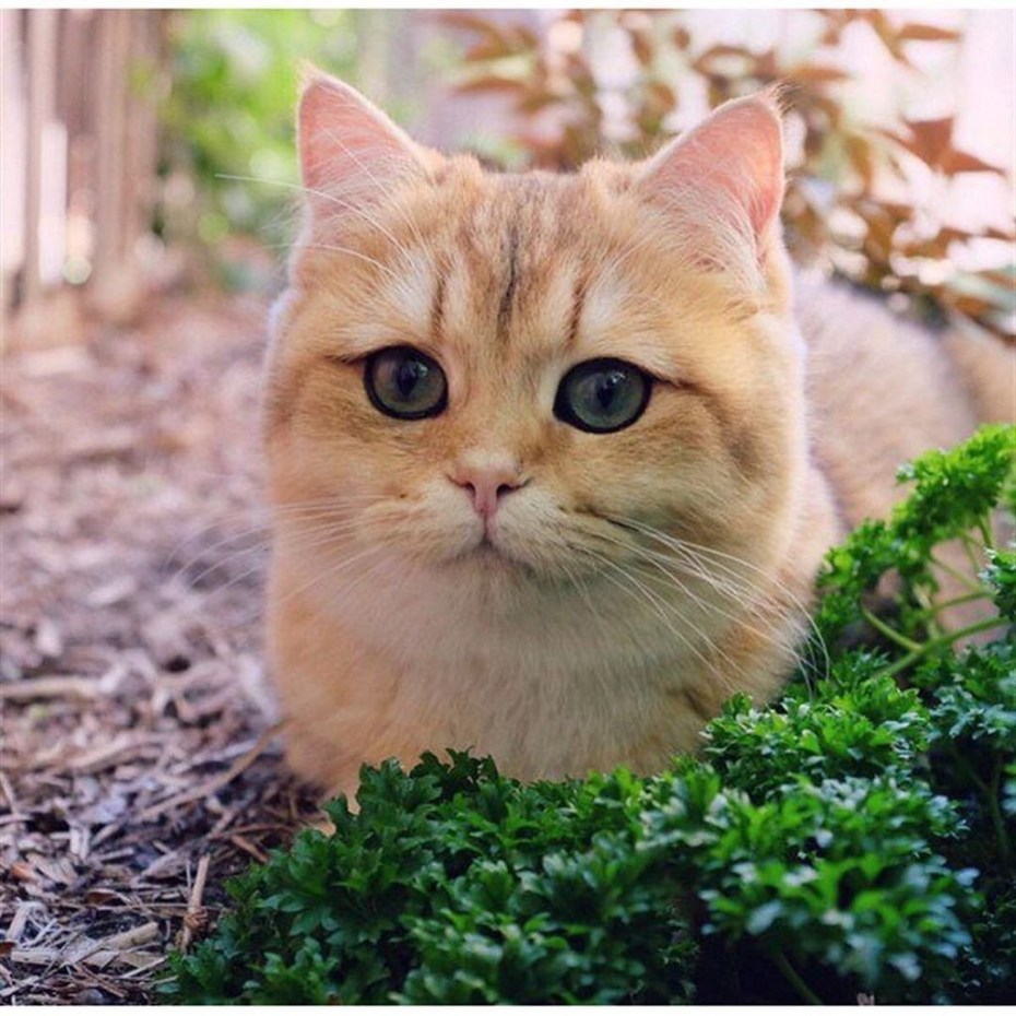 Котики прелесть