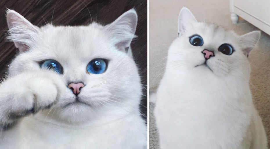 Кошка с подведенными глазами