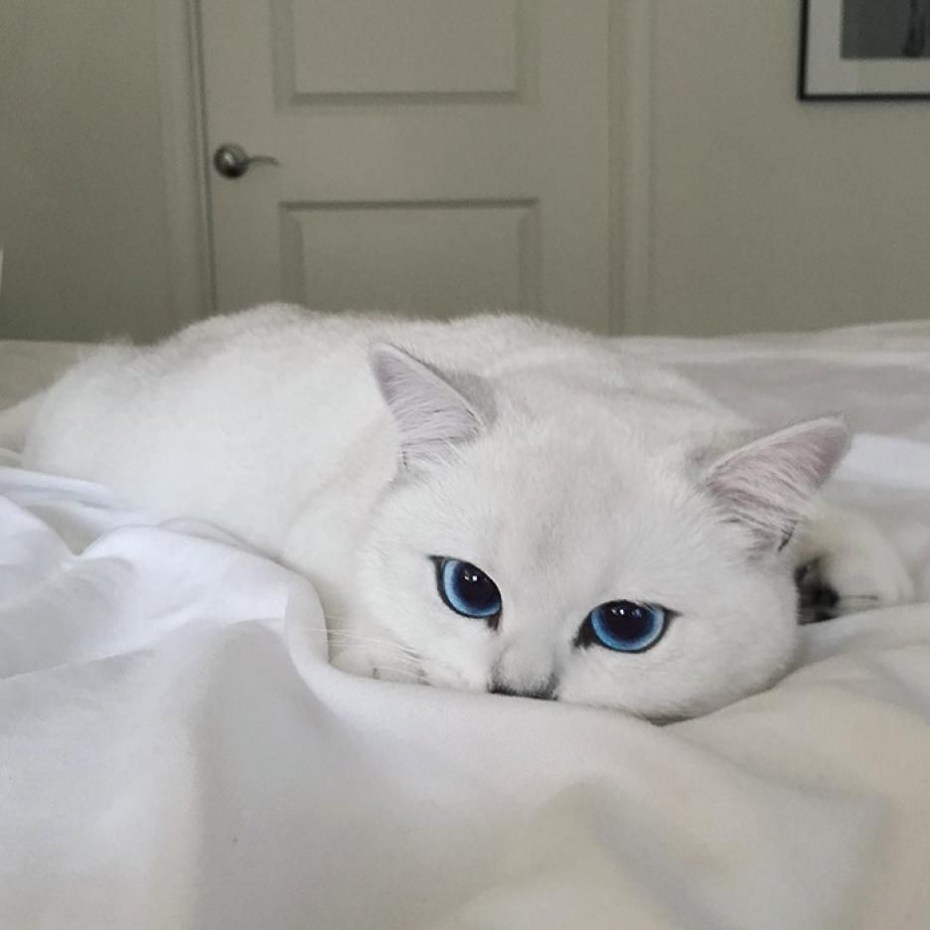 Котик со стрелками