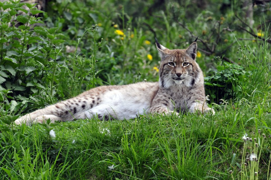 Рысь — Lynx Lynx