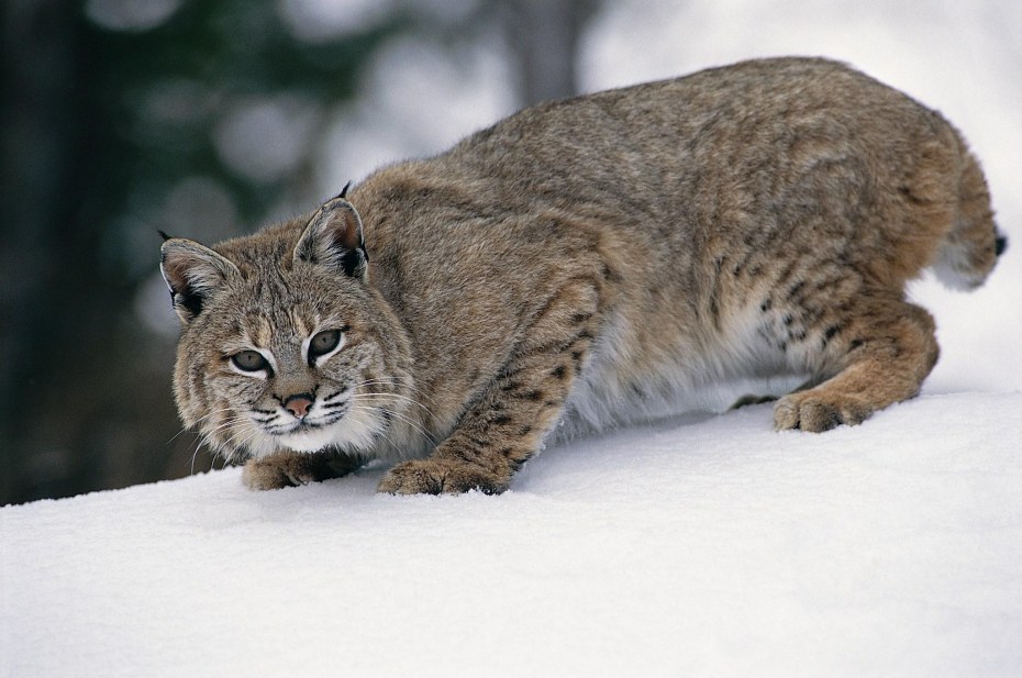 Рысь Felis Lynx l.