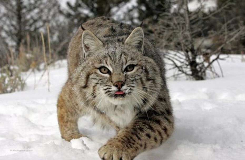 Канадская Рысь (лат. Lynx canadensis)