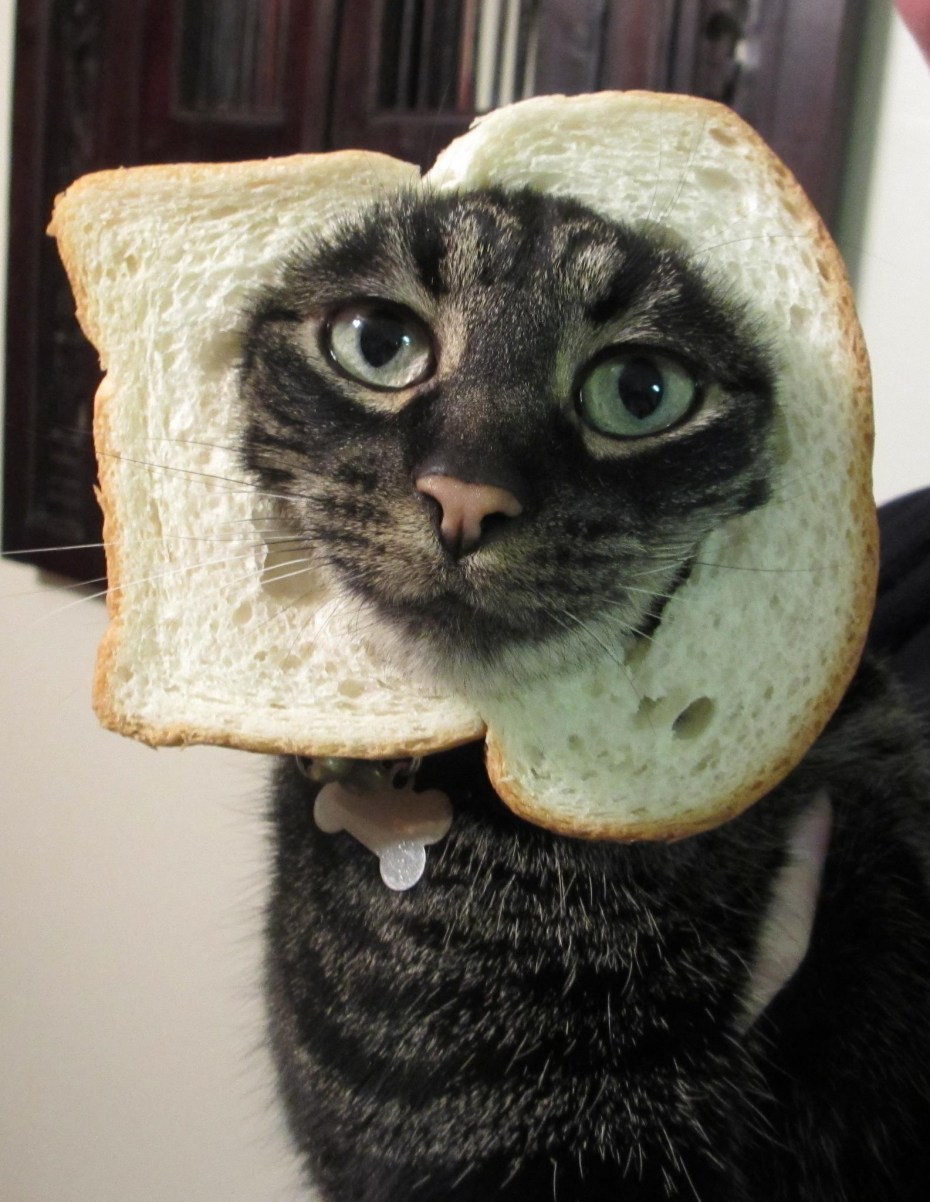 Кот в хлебушке