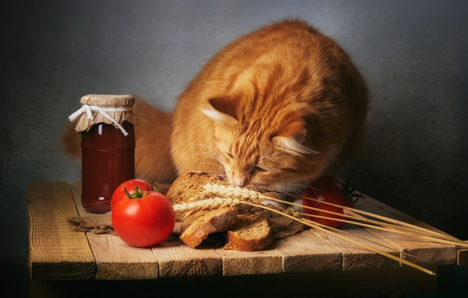 Кот булка