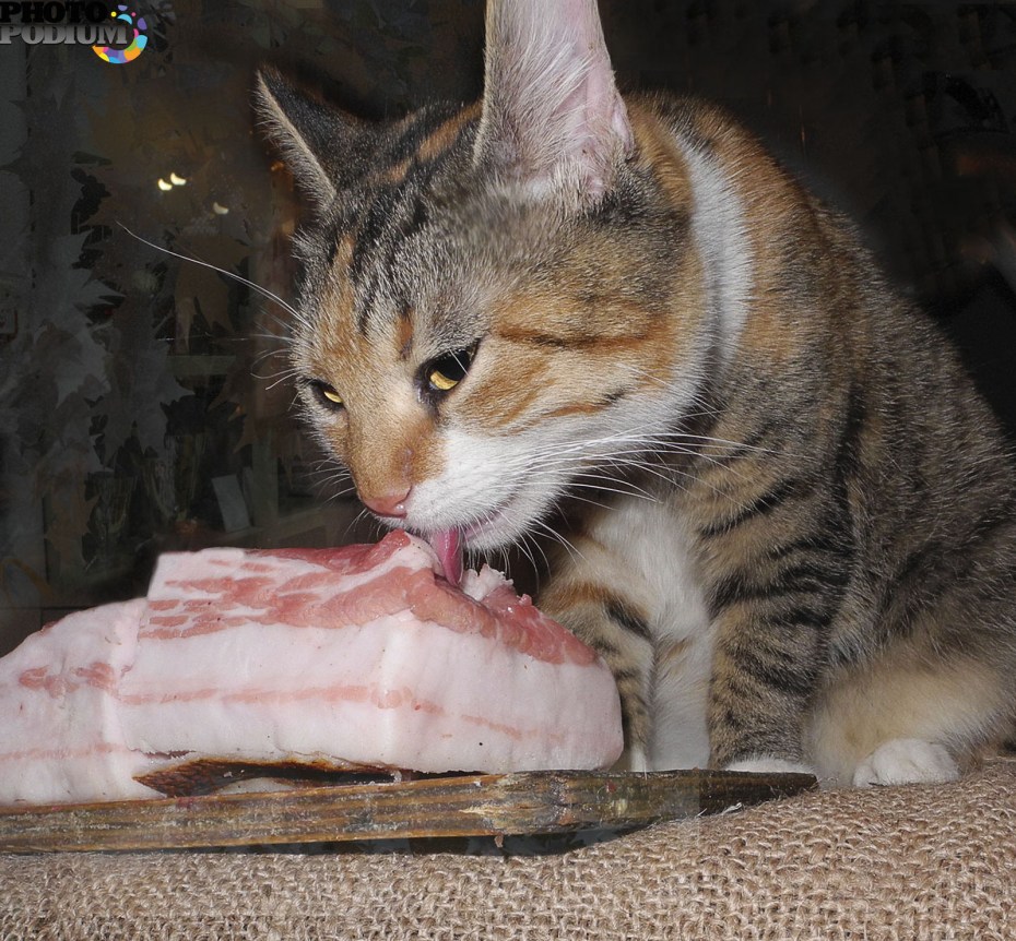 Кошачье сало