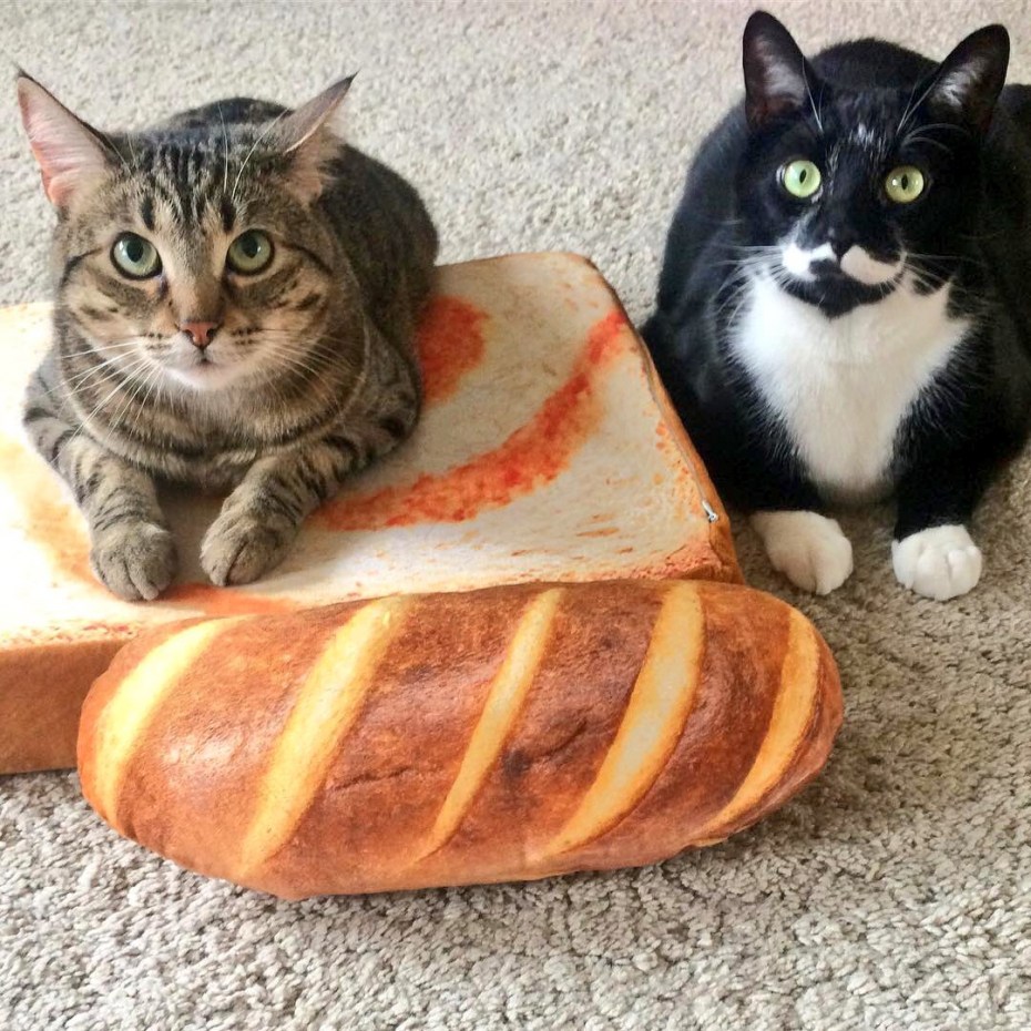Кошка в хлебе