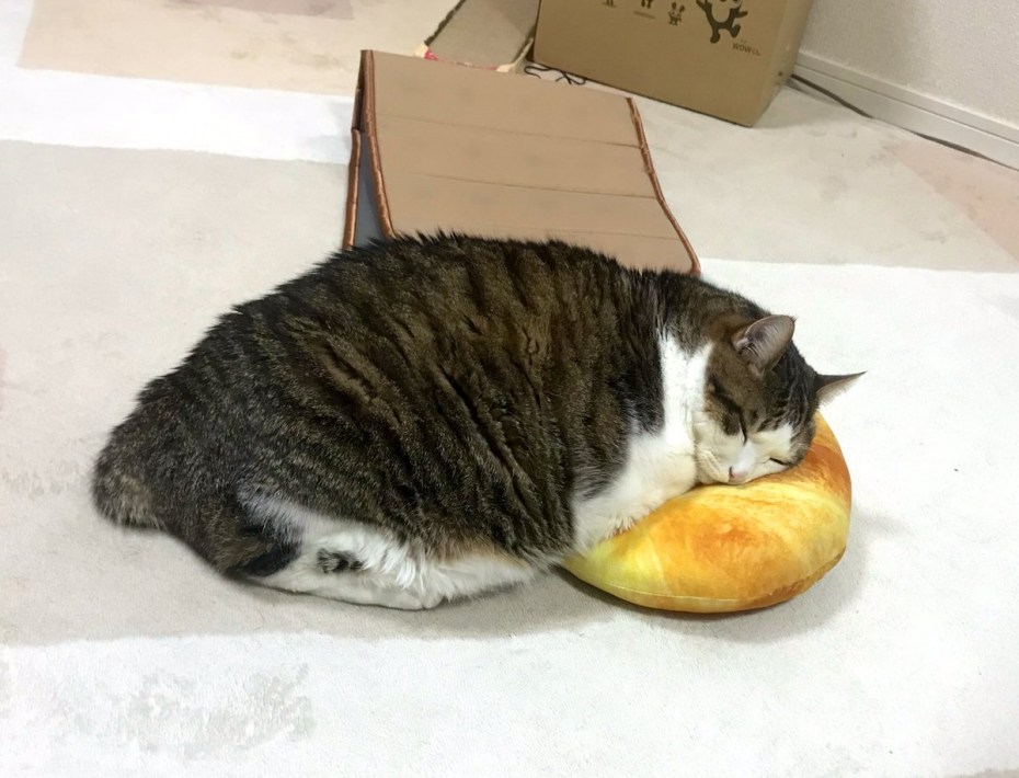 Коты и гречка