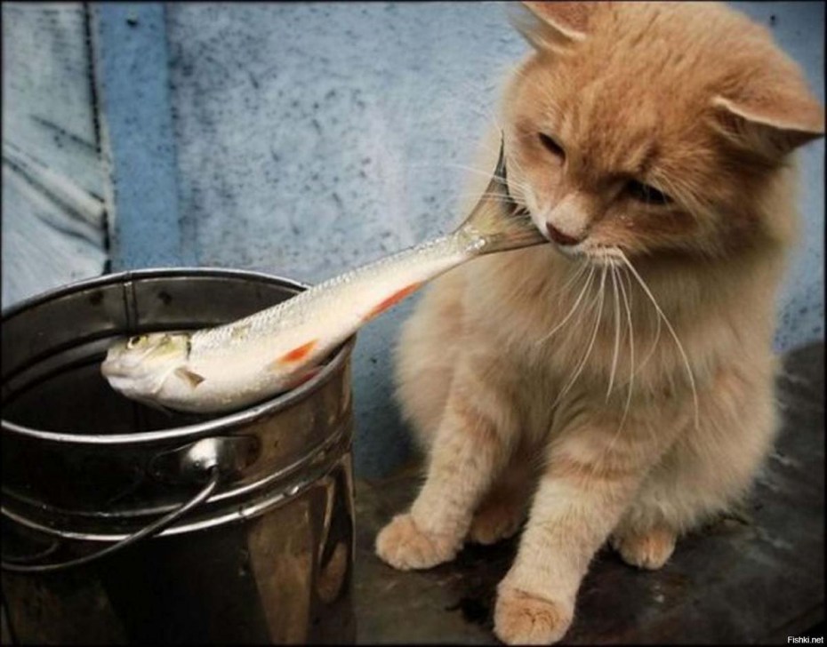 Кот ворует еду гиф