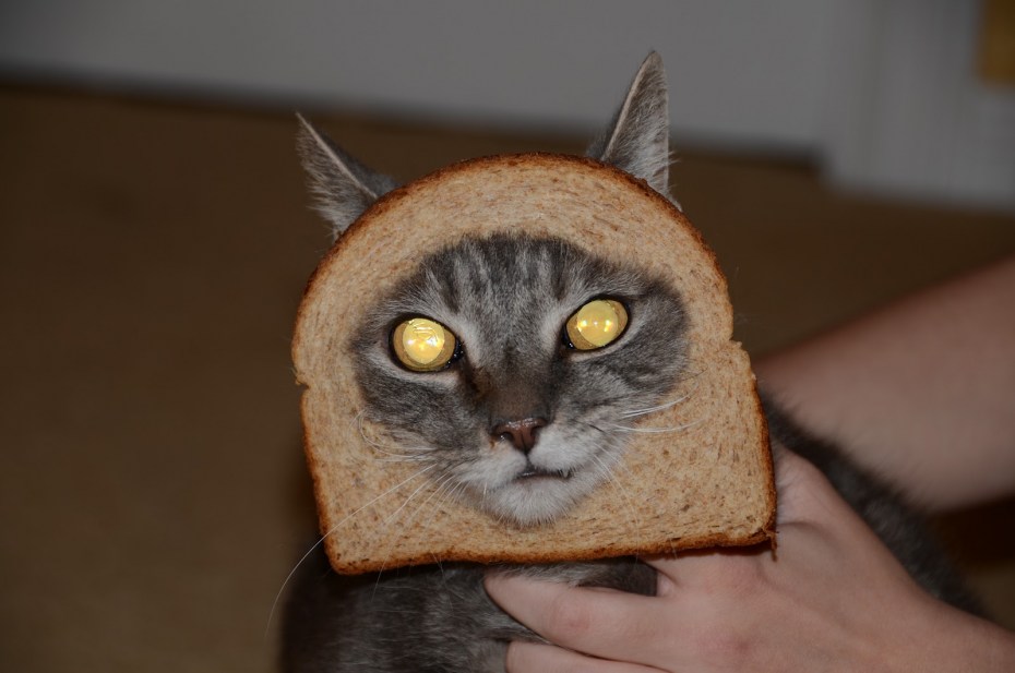 Кот Хлебушек