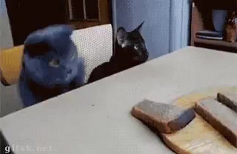 Кот Боря