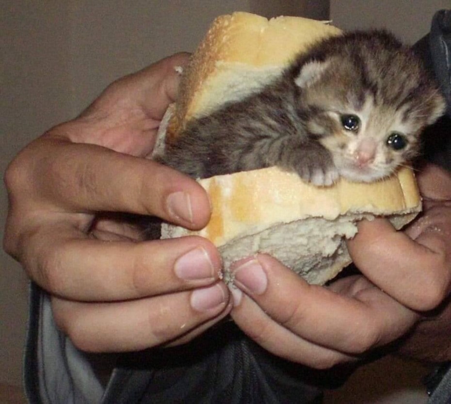 Котенок в хлебе