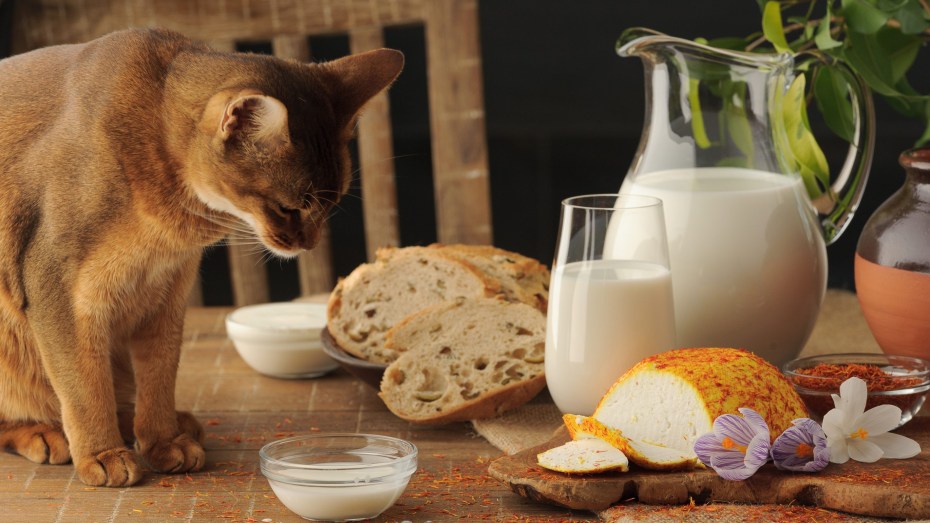 Кот лакает молоко
