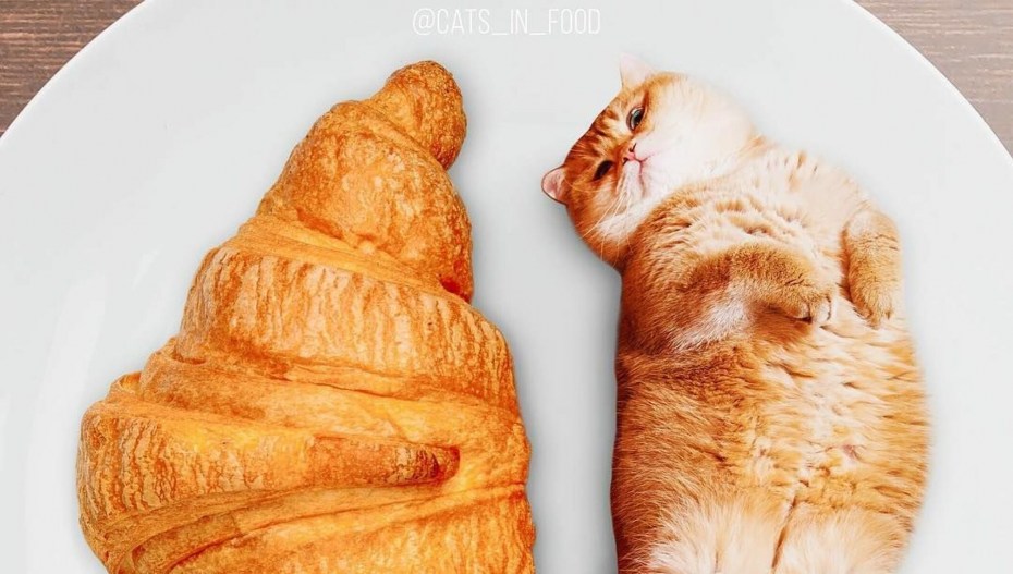 Котик с круассаном