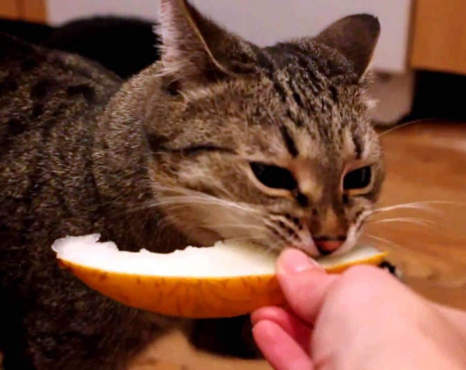Кошка ест дыню