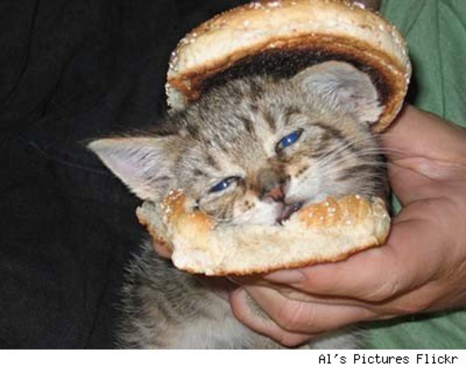 Котенок в хлебе