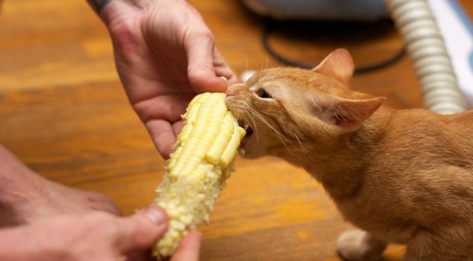 Кошка кушает корм