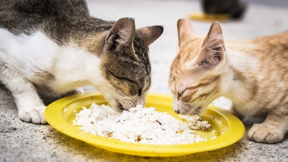 Кошка и много еды