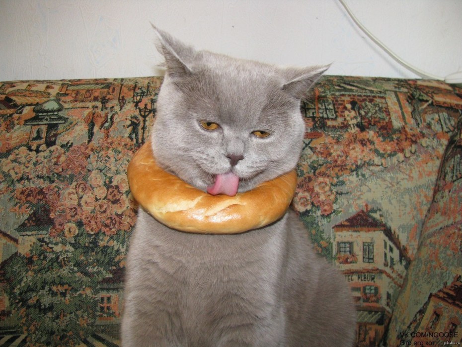 Кошка ест