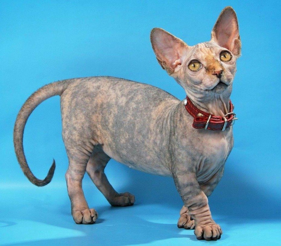 Коротколапый сфинкс Бамбино