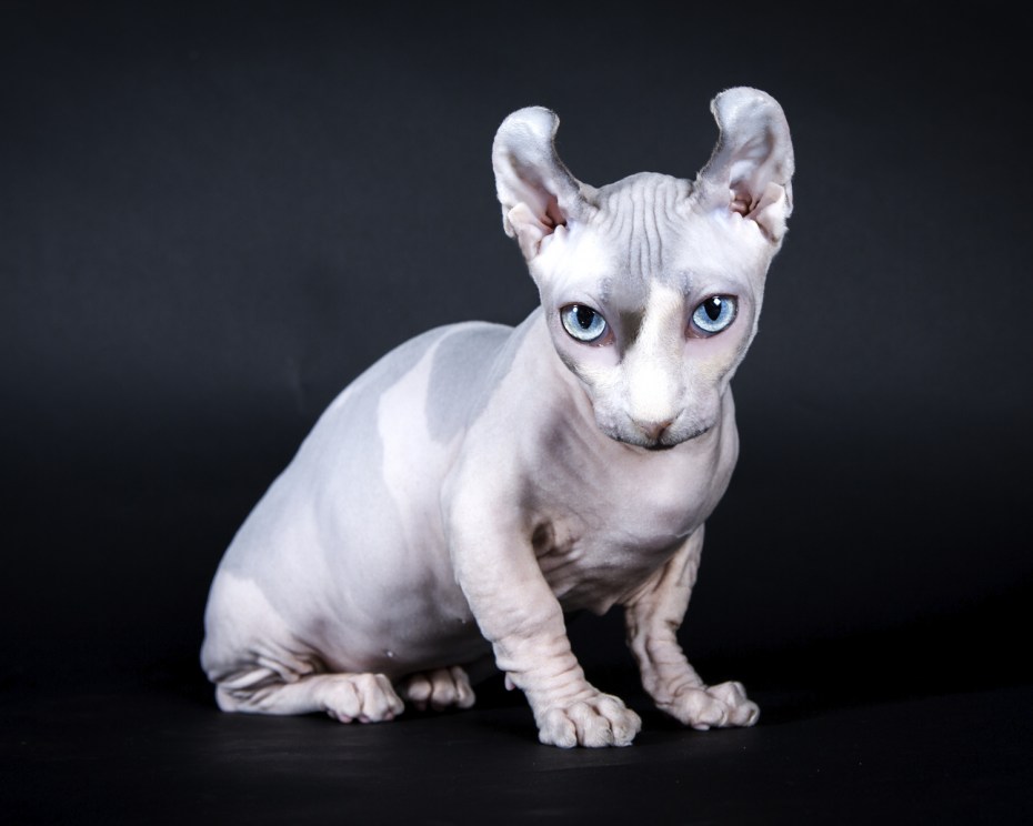 Кошки сфинксы Бамбино