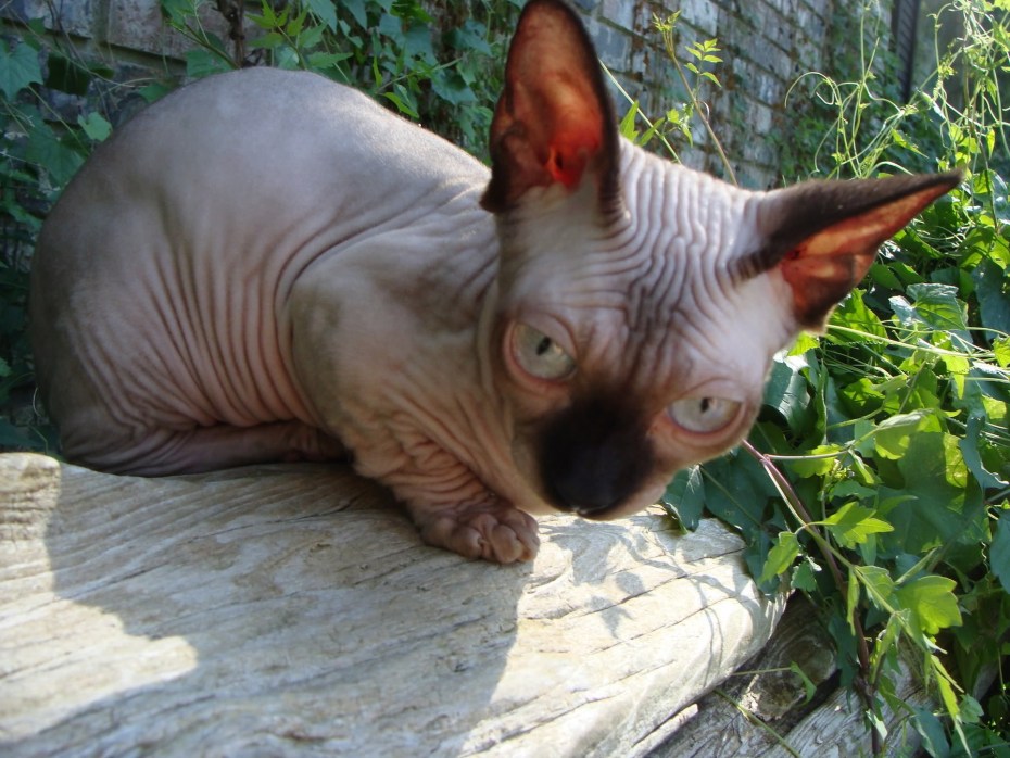 Карликовая сфинкс кошка