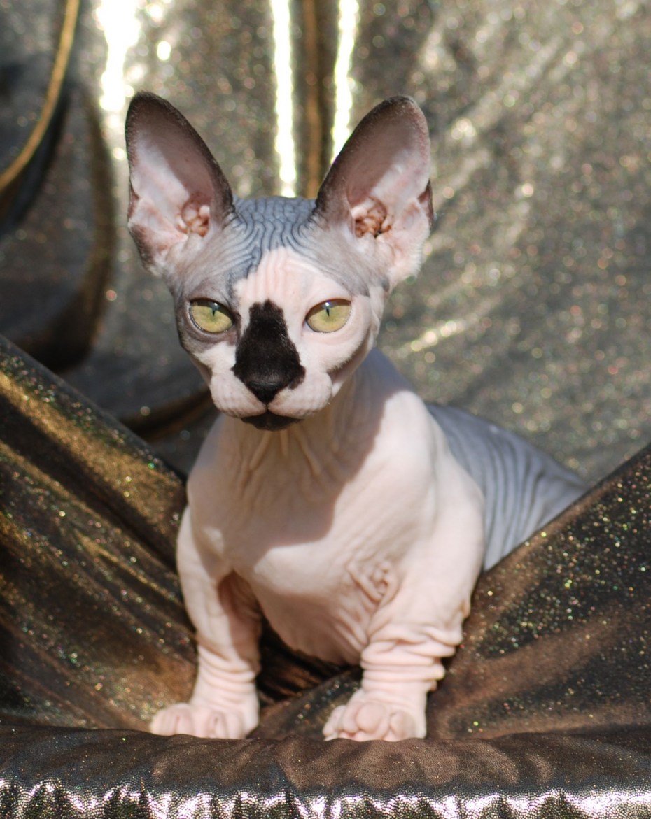 Сфинкс Бамбино котёнок