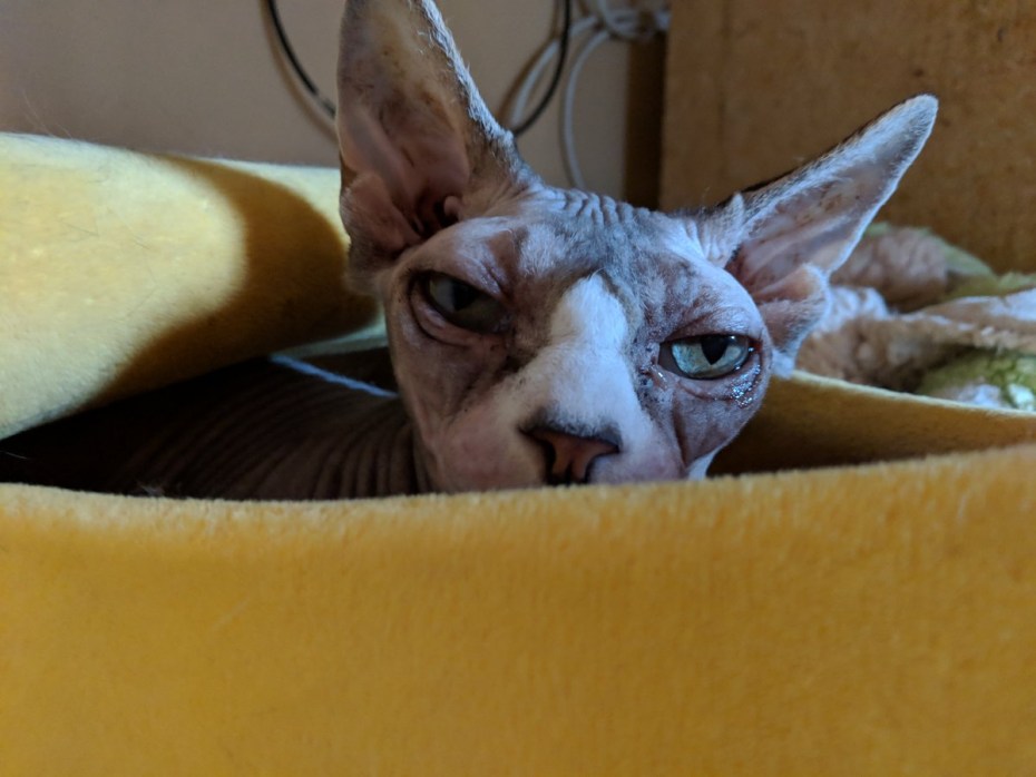 Кот сфинкс Манчкин