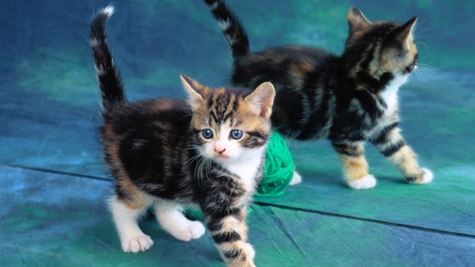 Коты Мейн кун