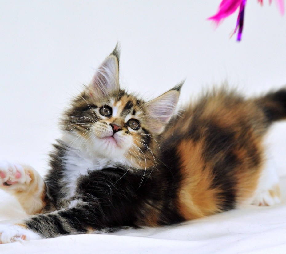 Котенок Мейн кун трехцветный