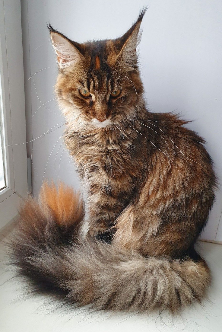 Черепаховая кошка мейкун