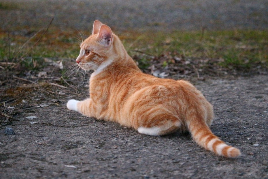 Бразильская короткошерстная кошка рыжая